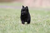 SCHIPPERKE 402